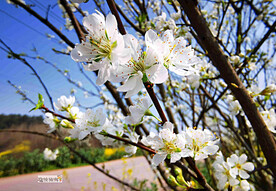 梨花盛开
