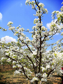 梨花盛开