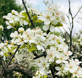 梨花盛开