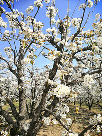 梨花盛开