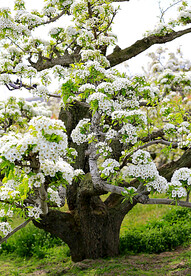 梨花盛开