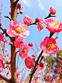 梅杏桃李梨舞春风