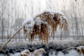 雪中苇子