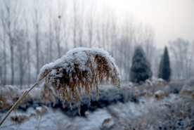 雪中苇子