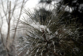 雪中松针