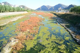 大石河磁家务段水草