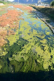 大石河磁家务段水草