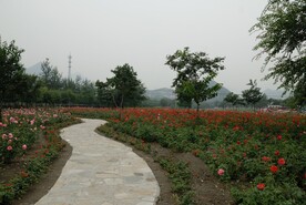 磁家务村玫瑰园