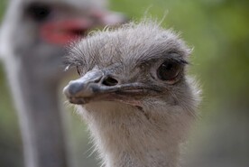 鸵鸟头像