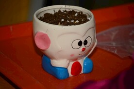 多肉植物的花盆