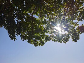 阳光下的树木摄影