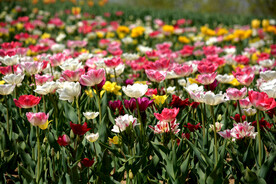 各色郁金香