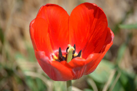 红色郁金香花蕊