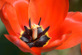 红色郁金香花蕊