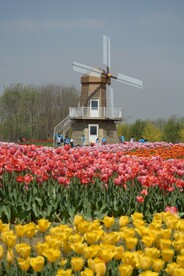 风车前的郁金香
