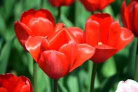 红色郁金香