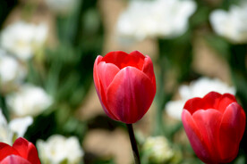 红色郁金香