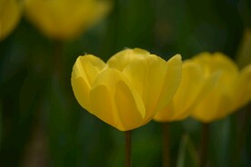 黄色郁金香