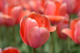 红橙色郁金香