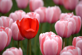 红色郁金香