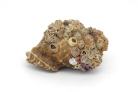 长满藤壶的海螺