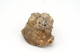 长满藤壶的海螺