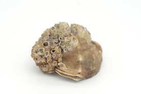 长满藤壶的海螺