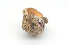 长满藤壶的海螺