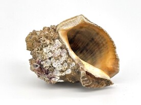 长满藤壶的海螺