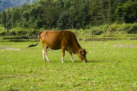 黄牛养殖
