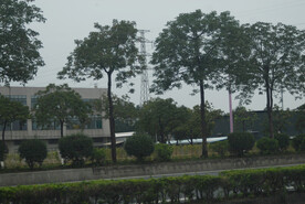 道路绿化树