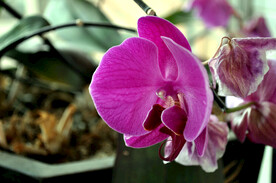 蝴蝶兰