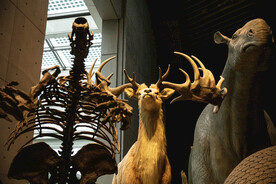 博物馆恐龙化石