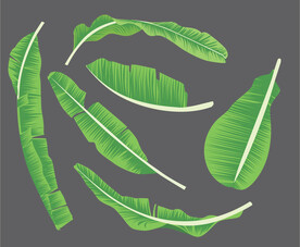 香蕉叶插画矢量