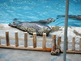 海洋馆海豹