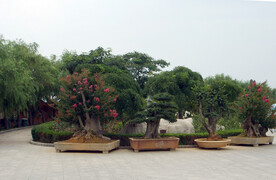 公园盆景