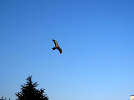 广场上空的风筝