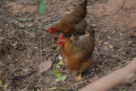 走地鸡