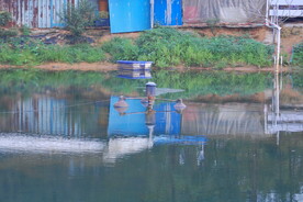 鱼塘养殖