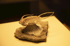 三叶虫化石