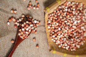 金湖特产鸡头米芡实