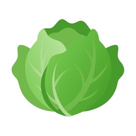 拟真插画风格的白菜