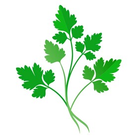 简单风格的香菜