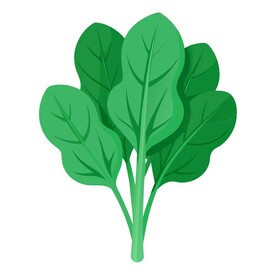 简单风格的菠菜