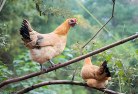 散养鸡