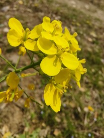 春天的油菜花特写