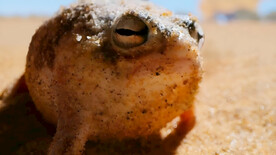 沙漠雨蛙