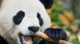 大熊猫