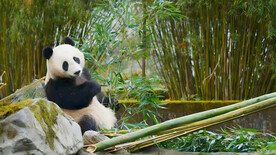 大熊猫