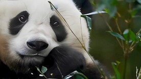大熊猫